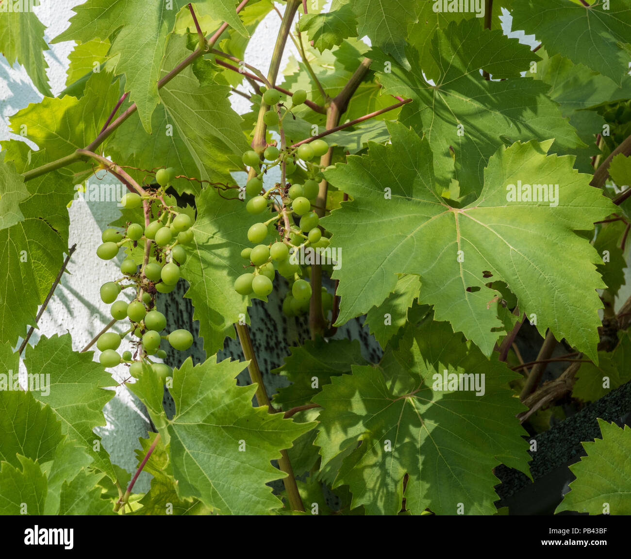 Grappes de raisin raisin muscat de formage sur desert Bleu, contre le mur blanc d'une maison dans le Devon. Banque D'Images Grappes de raisin raisin muscat de formage sur desert Bleu, contre le mur blanc d'une maison dans le Devon. Banque D'Images