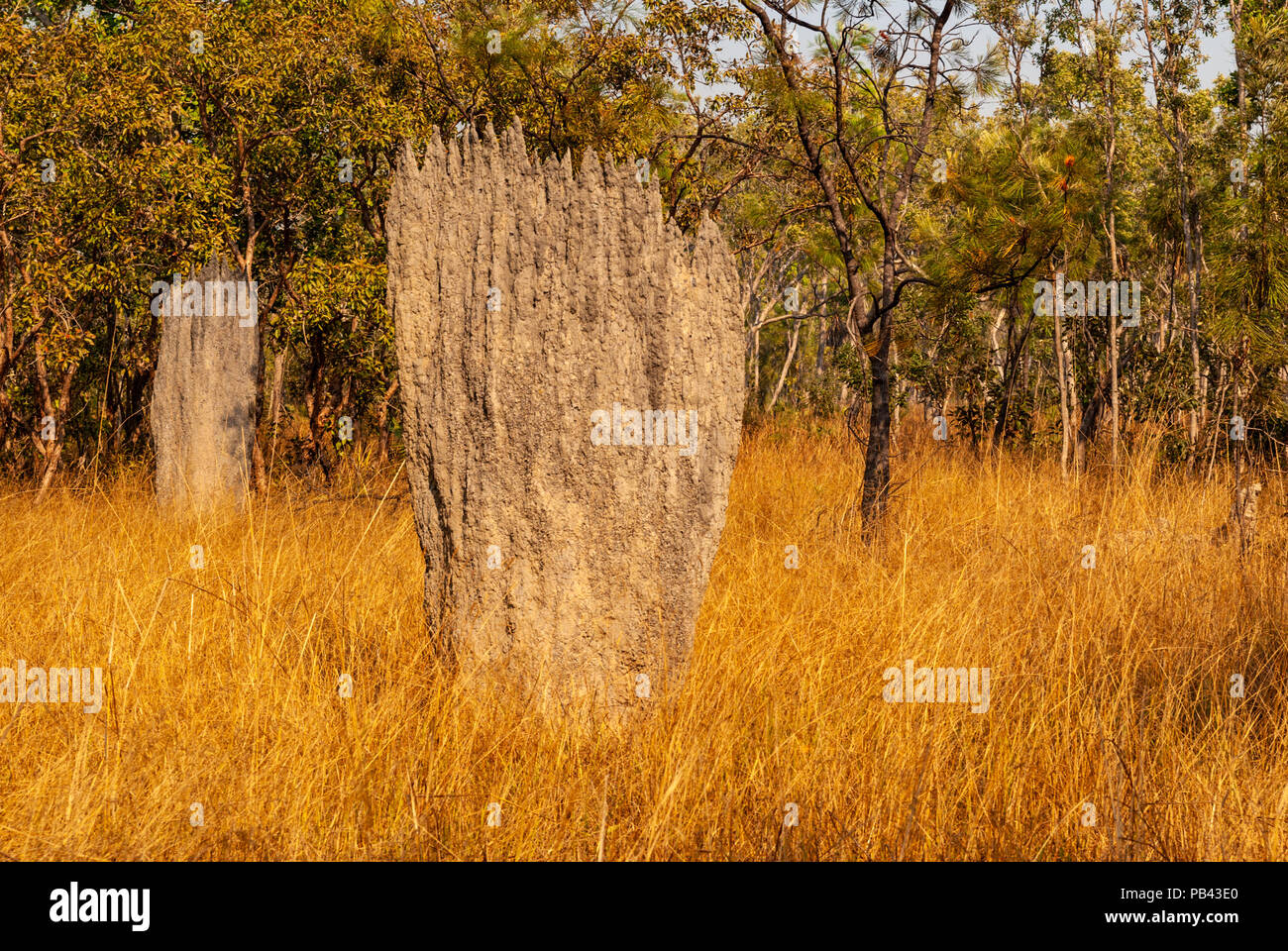 Termitières magnétiques, LICHFIELD NATIONAL PARK, TERRITOIRES DU NORD, AUSTRALIE Banque D'Images