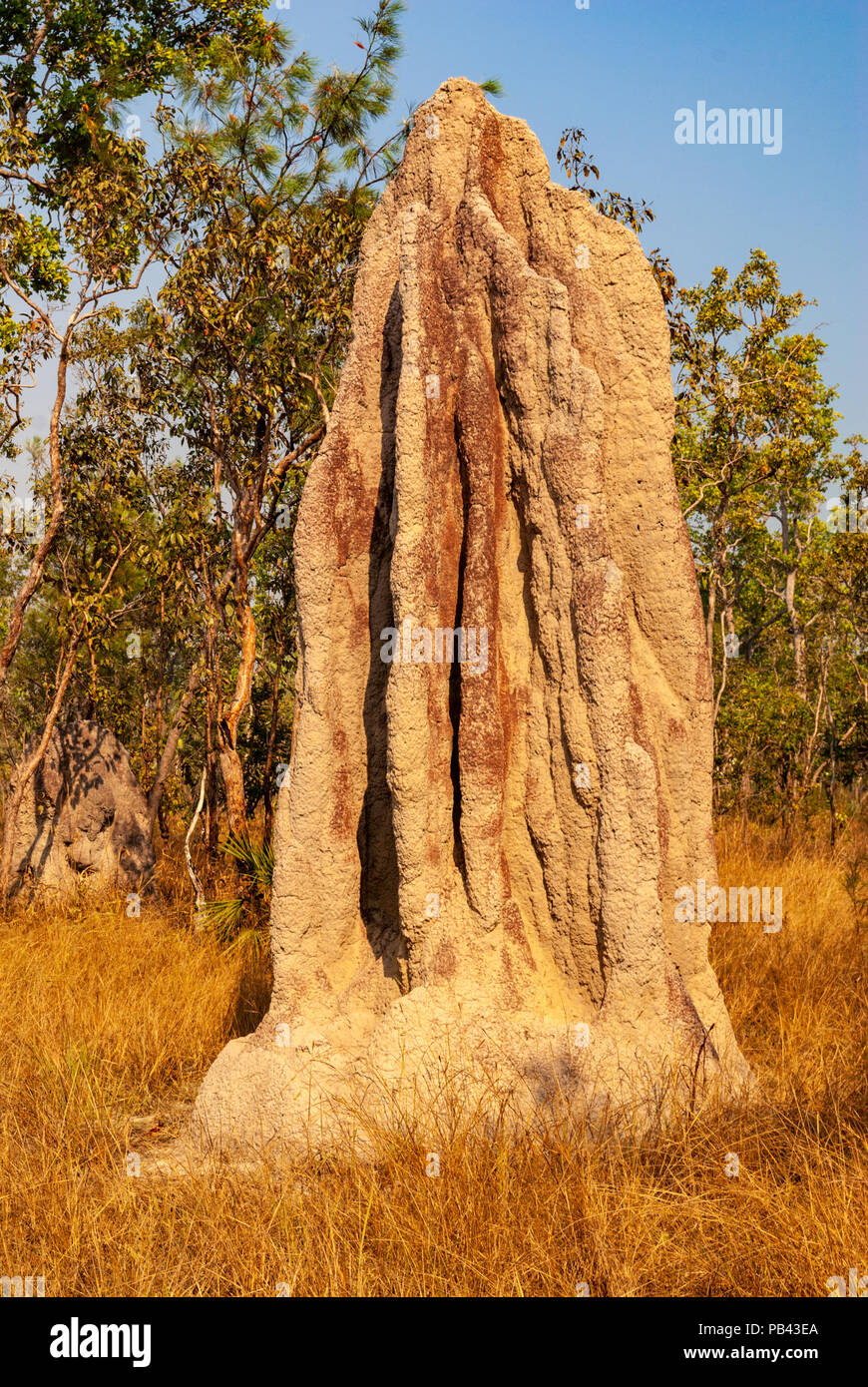 Termitières magnétiques, LICHFIELD NATIONAL PARK, TERRITOIRES DU NORD, AUSTRALIE Banque D'Images
