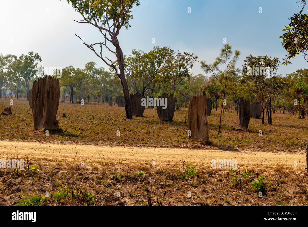 Termitières magnétiques, LICHFIELD NATIONAL PARK, TERRITOIRES DU NORD, AUSTRALIE Banque D'Images