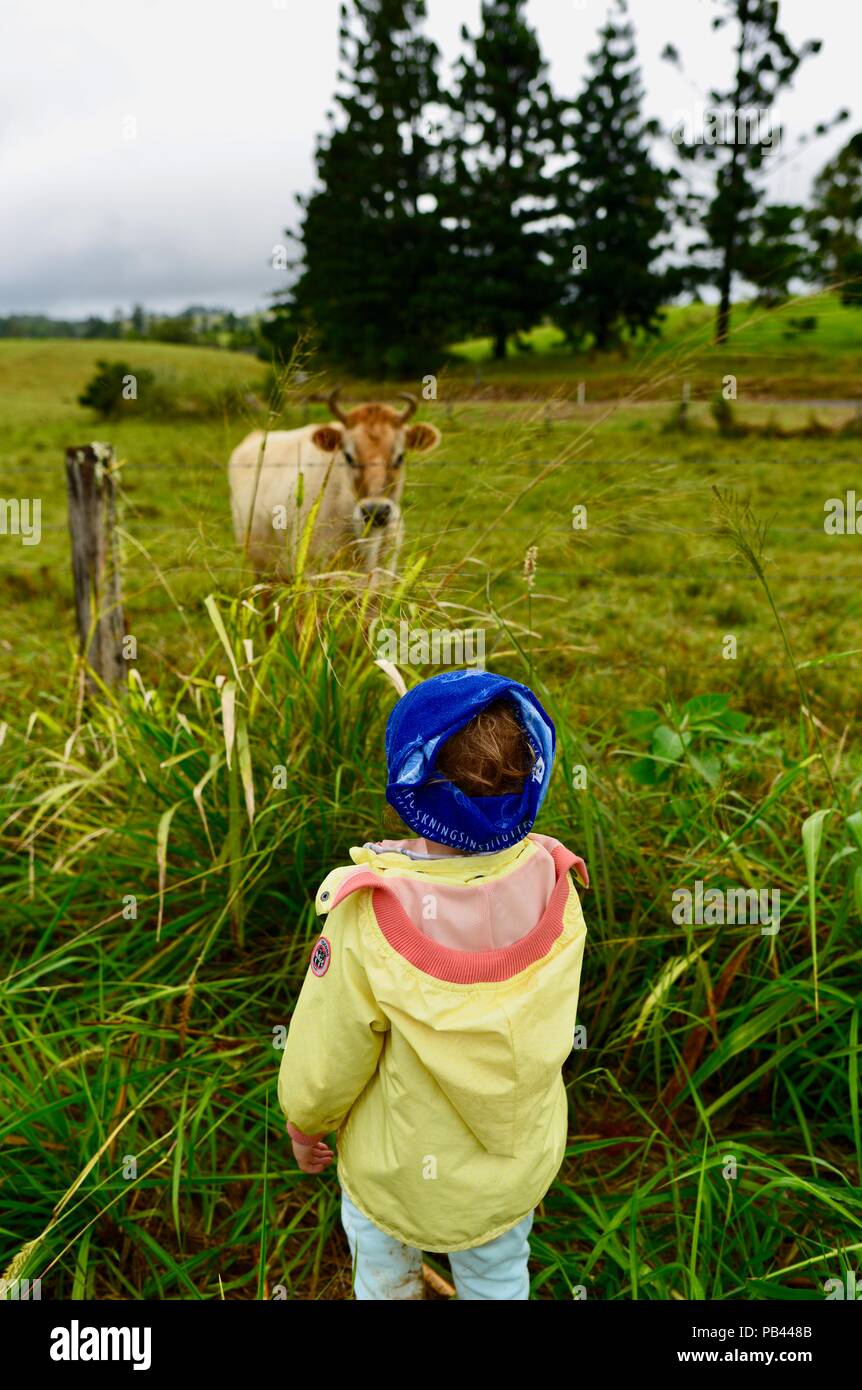 Un jeune enfant à à une vache laitière par une clôture, d'Atherton, Queensland, Australie Banque D'Images
