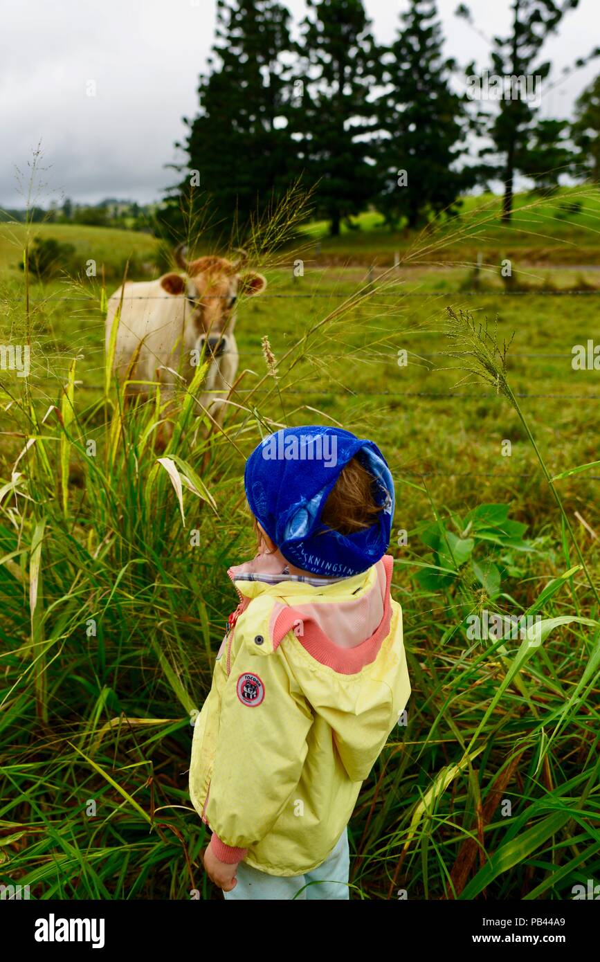 Un jeune enfant à à une vache laitière par une clôture, d'Atherton, Queensland, Australie Banque D'Images