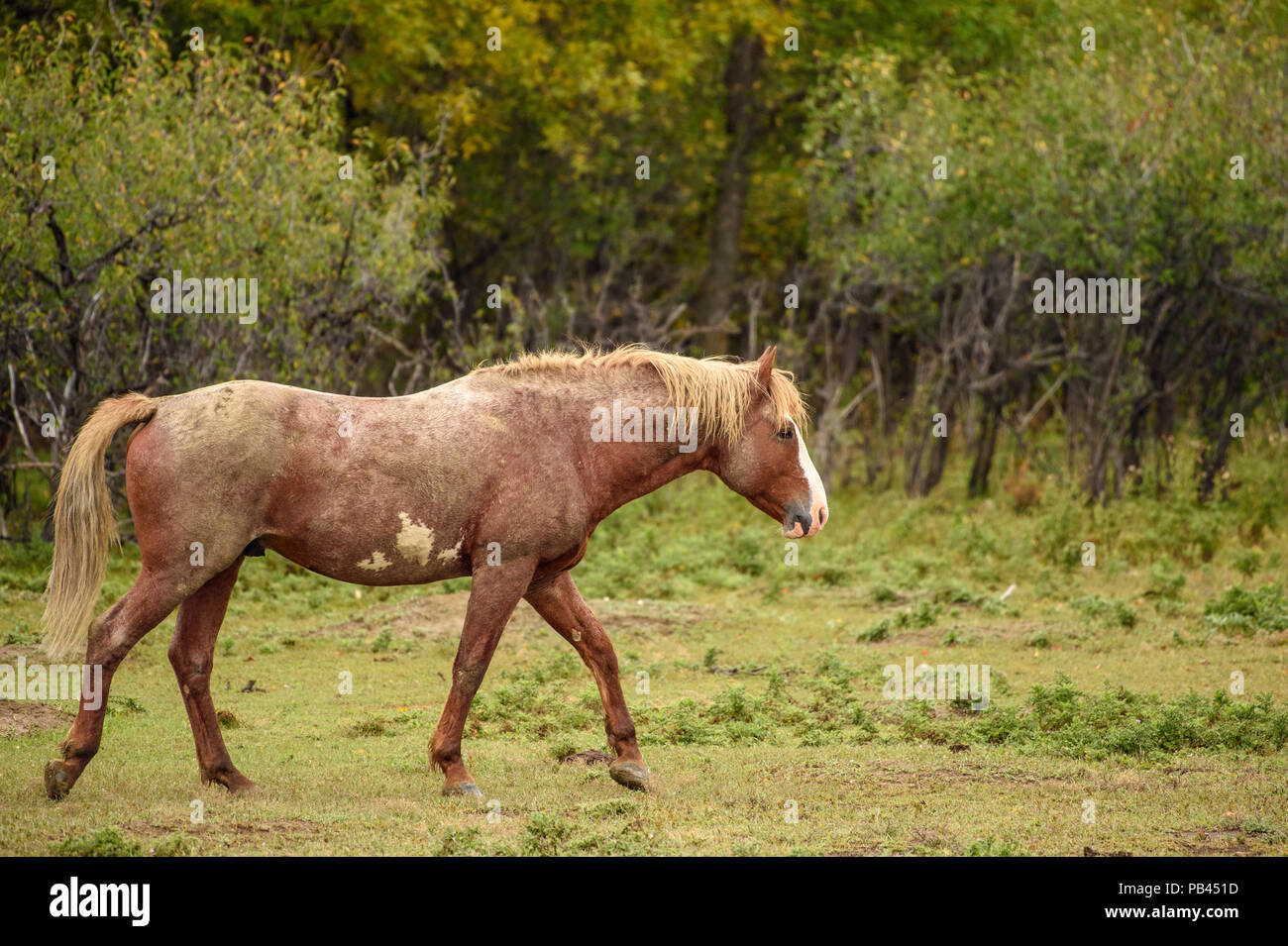 Cheval sauvage (Equus ferus) ou (Equus ferus caballus), Parc National Theodore Roosevelt (Unité Sud), Dakota du Nord, USA Banque D'Images