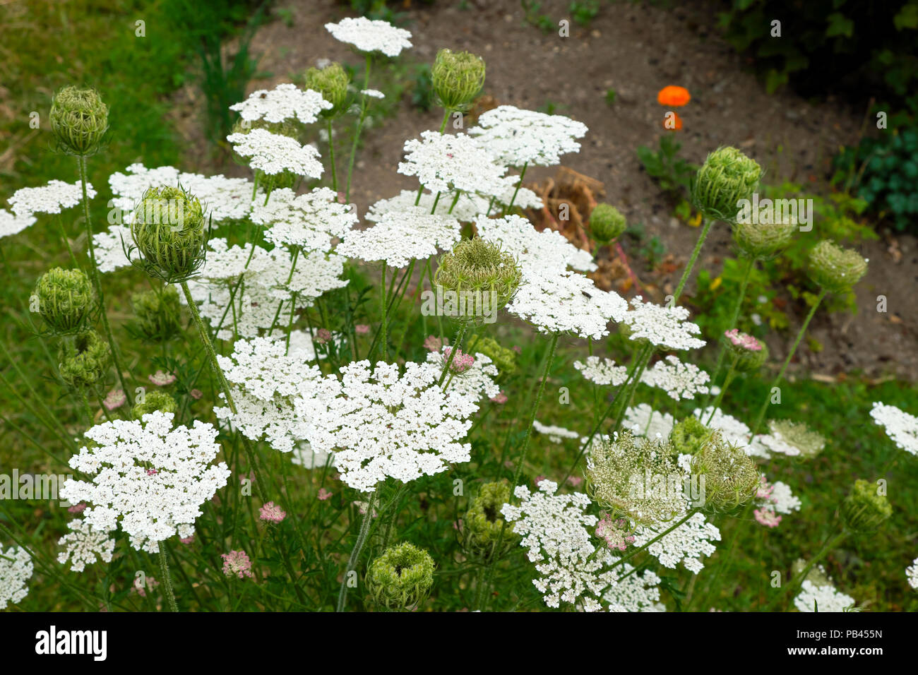 La carotte sauvage ou de fleurs sauvages Daucus Carota plante herbacée d'une frontière dans un chalet jardin Pays de Galles UK KATHY DEWITT Banque D'Images