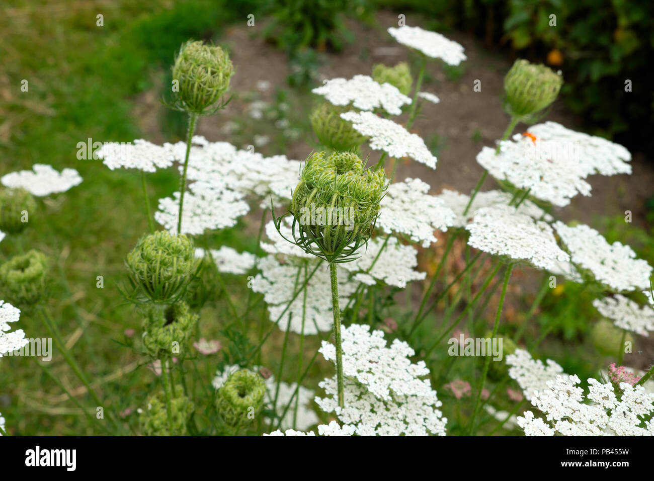 La carotte sauvage ou de fleurs sauvages Daucus Carota plante herbacée d'une frontière dans un chalet jardin Pays de Galles UK KATHY DEWITT Banque D'Images