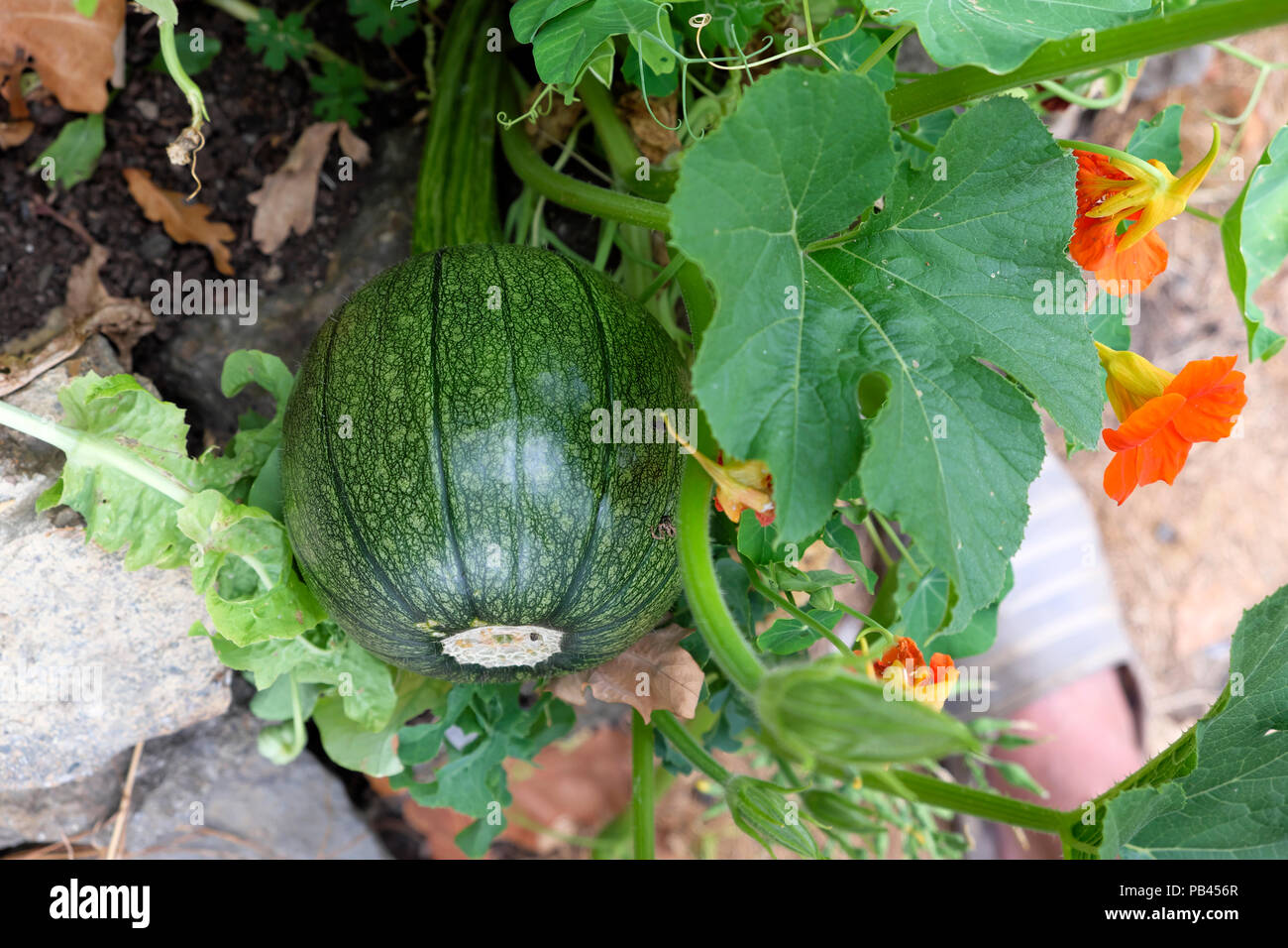 Hybridé courgette courgette légumes plante poussant en été 2018 dans le jardin du Pays de Galles UK KATHY DEWITT Banque D'Images