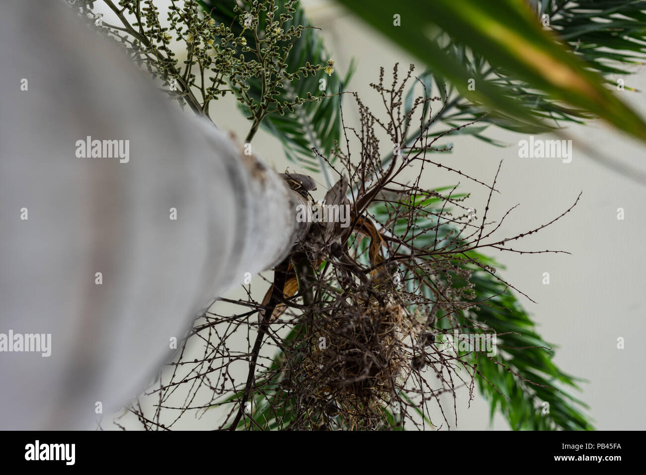 Tronc d'arbre près de roystonea regia arecaceae Banque D'Images