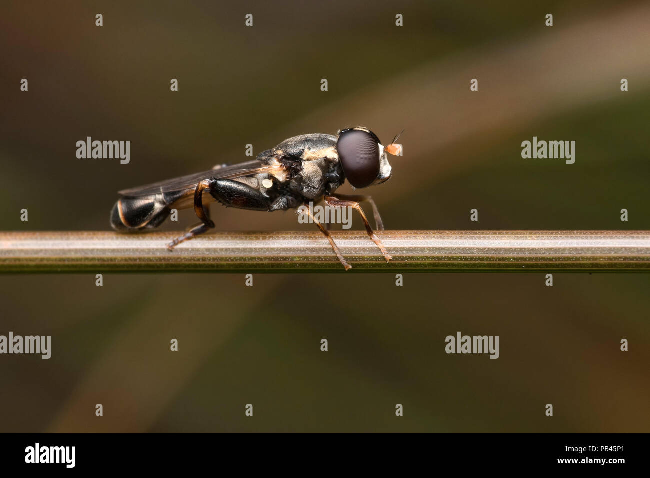 À pattes épaisses Hoverfly Syritta pipiens perché sur tige de la plante. Tipperary, Irlande Banque D'Images