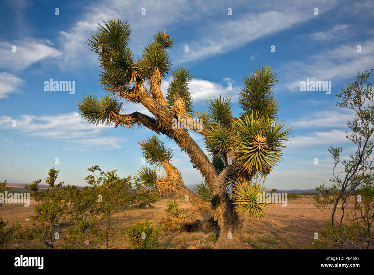 UT00483-00...UTAH - Début de la lumière du matin sur une vieille dans Joshua tree le lavage d'une digue de castor National Conservation Area sur le bord du désert de Mojave. Banque D'Images