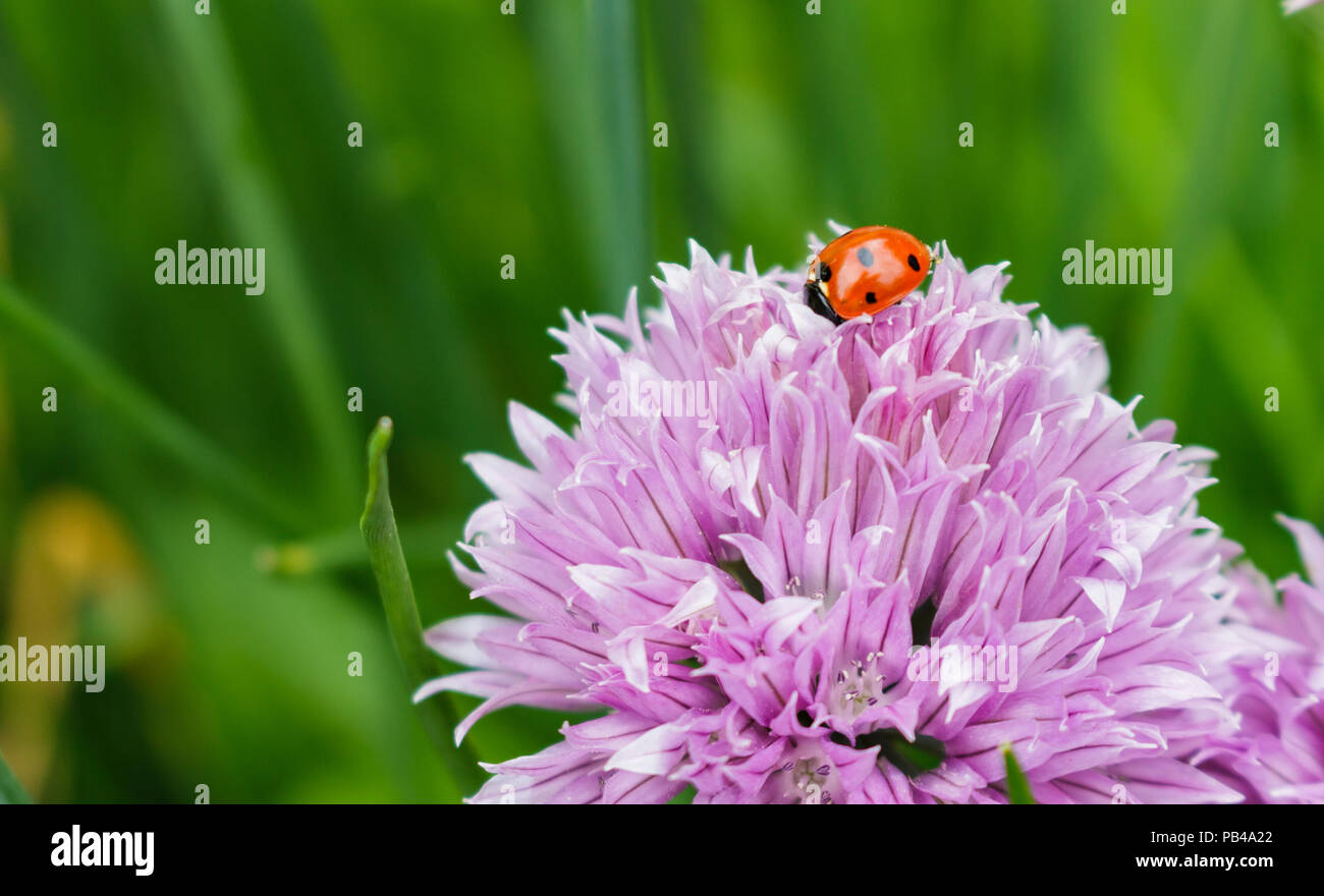 Une coccinelle sur une fleur de ciboulette oignon rose pour un repas de nourriture Banque D'Images
