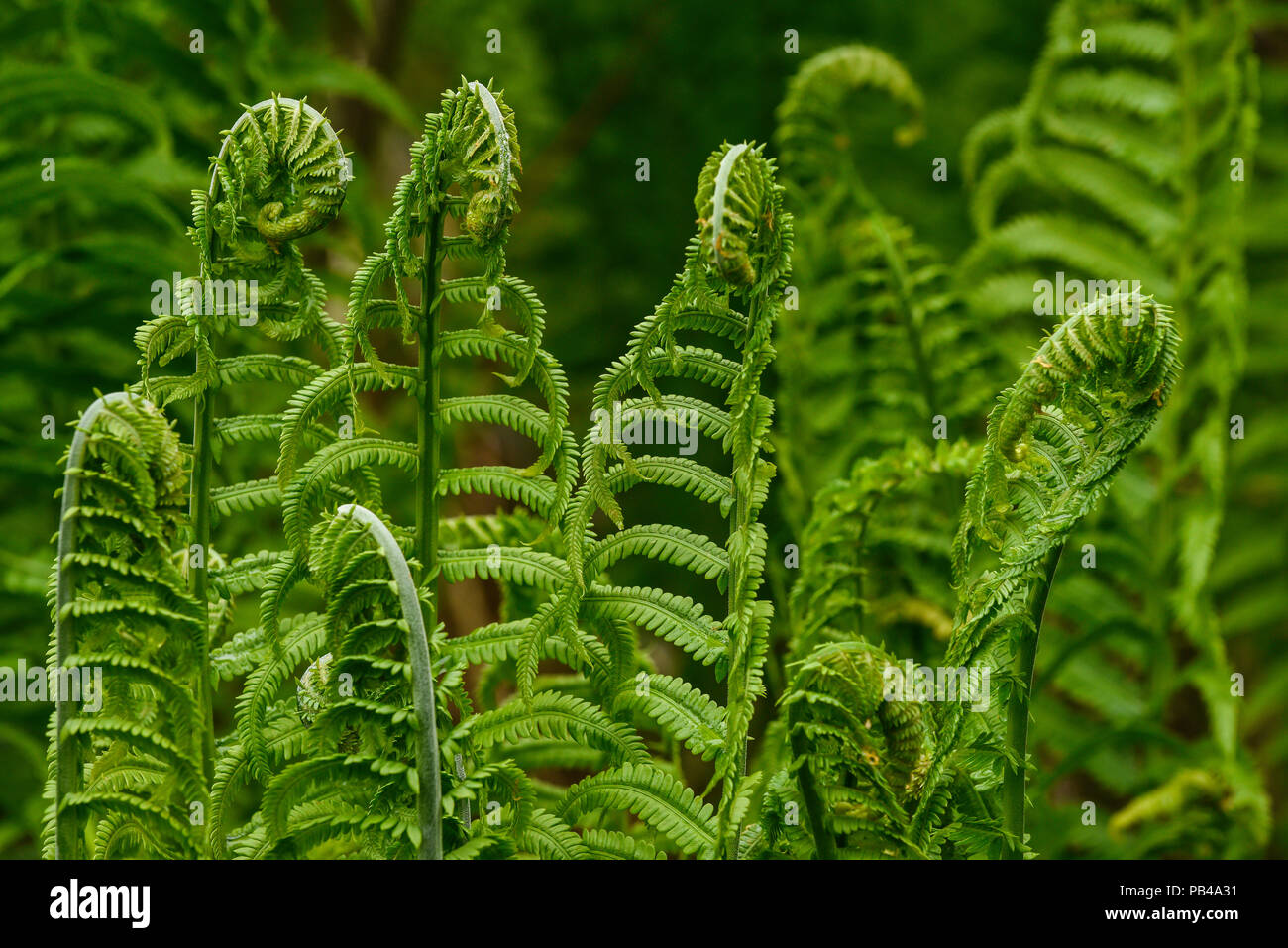 Les frondes de fougère (Matteuccia struthiopteris), l'Est de l'Amérique du Nord, par Bruce Montagne/Dembinsky Assoc Photo Banque D'Images