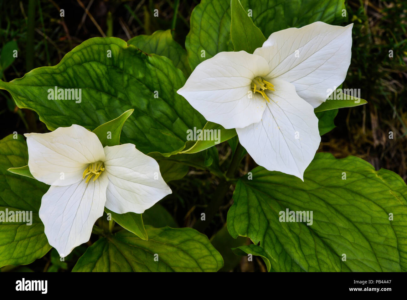 Grande fleur (Trillium grandiflorum Trillium), l'Est de l'Amérique du Nord, par Bruce Montagne/Dembinsky Assoc Photo Banque D'Images