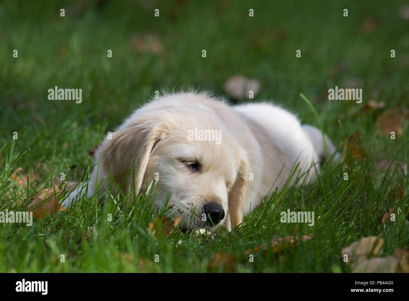 Un mignon chiot Golden Retriever à l'extérieur dans les feuilles d'automne Banque D'Images