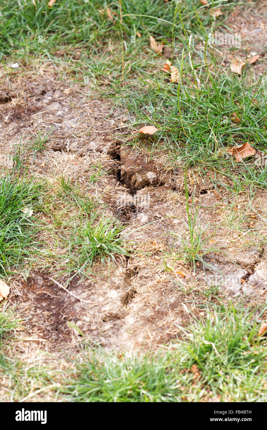 Des parcelles d'herbe mourir sur une pelouse, au Royaume-Uni. L'été 2018. Banque D'Images