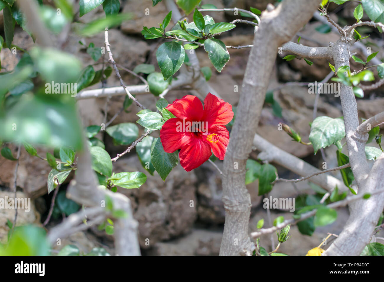 Fleurs rouges d'Hibiscus rosa-sinensis dans le Parc Guell à Barcelone, Espagne. La fleur bien connue sous hibiscus chinois, la Chine a augmenté, Hawaiian Hibiscus, ro Banque D'Images