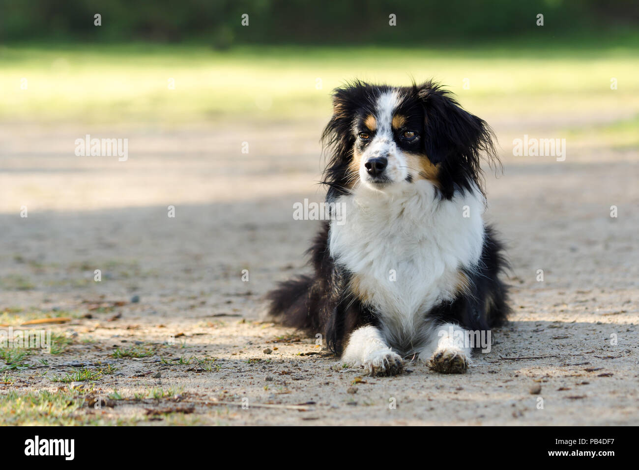 Nala le berger australien Miniature, dans un parc Banque D'Images