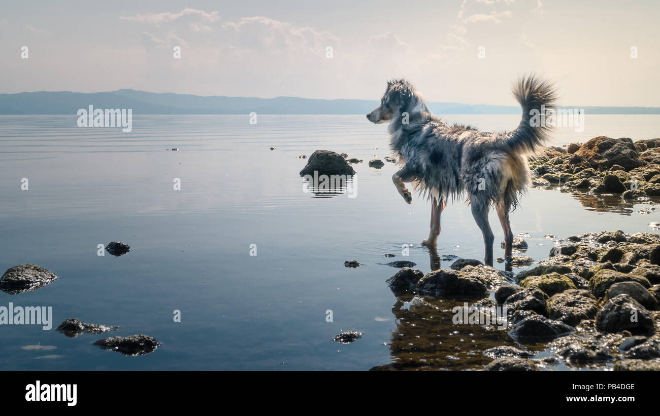 Mili le berger australien Miniature, in water Banque D'Images