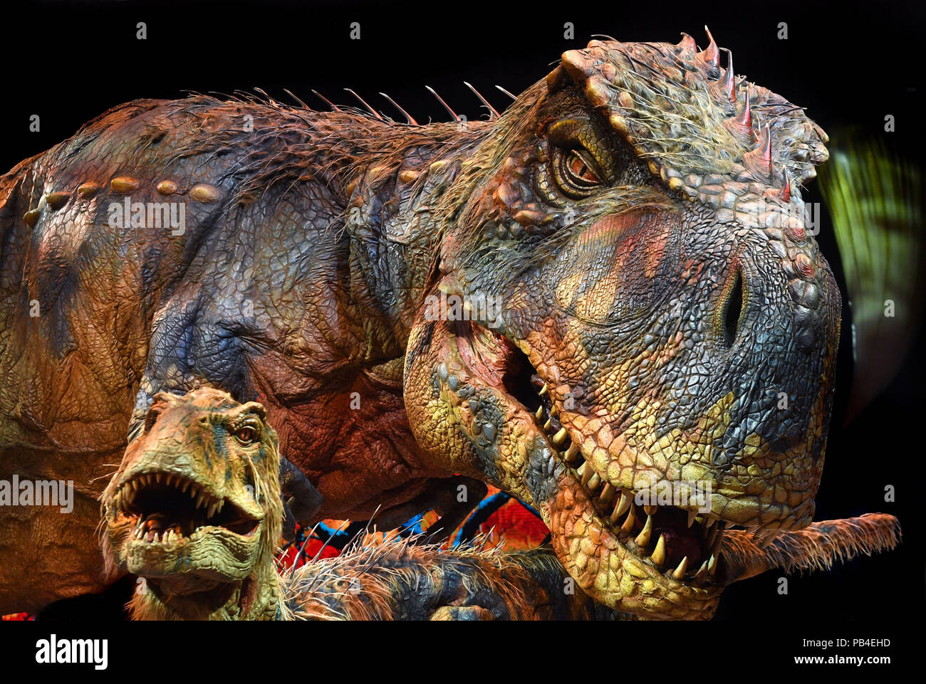Un Adulte Et Bebe Tyrannosaurus Rex Lors D Un Photocall Pour Le Walking With Dinosaurs L Arene Spectaculaire A L Arena De Birmingham Base Sur La Serie Televisee De La c La Production Sera