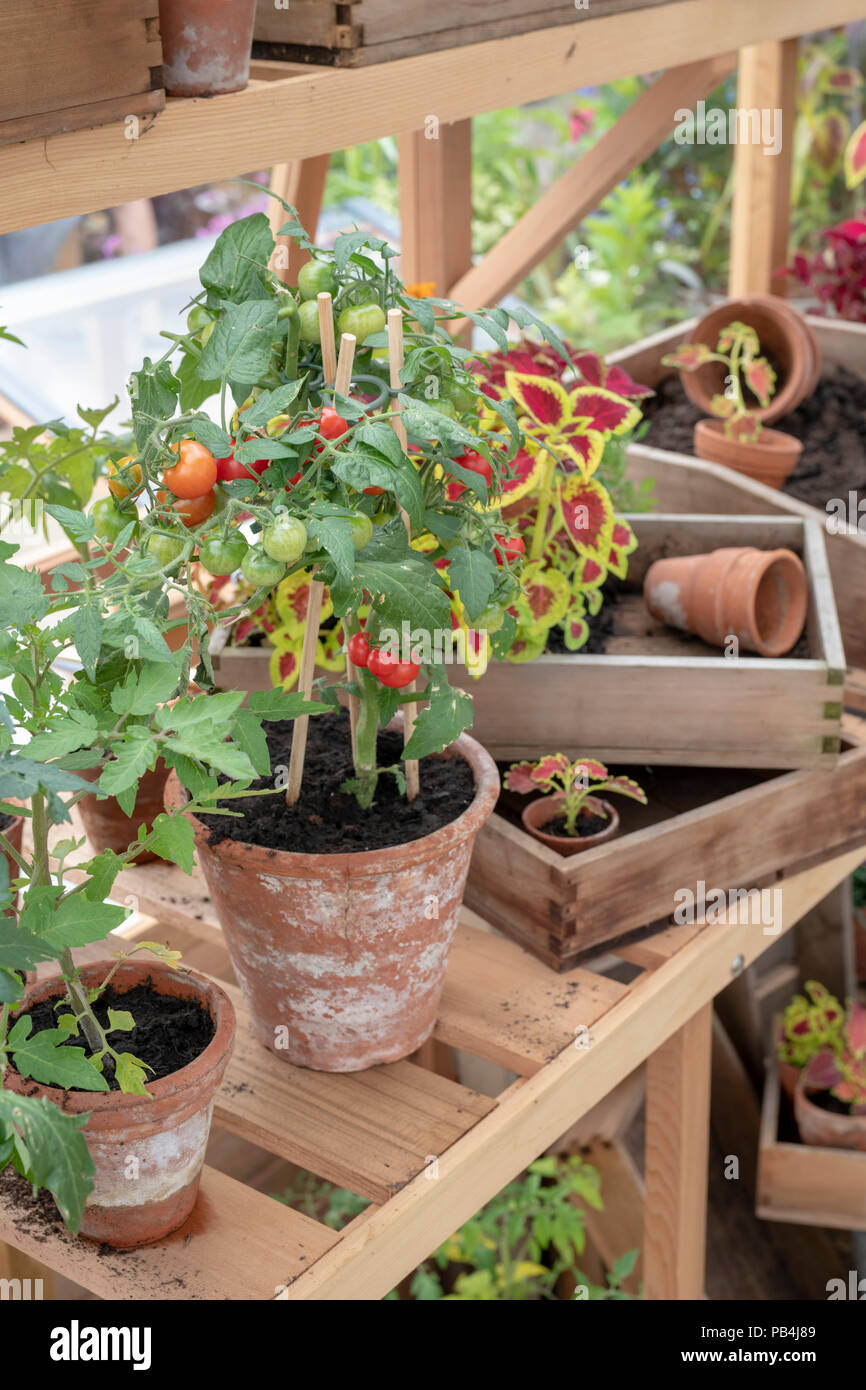 Solanum lycopersicum. Plant de tomate dans un pot de fleur à l'intérieur d'une serre à un flower show. UK Banque D'Images