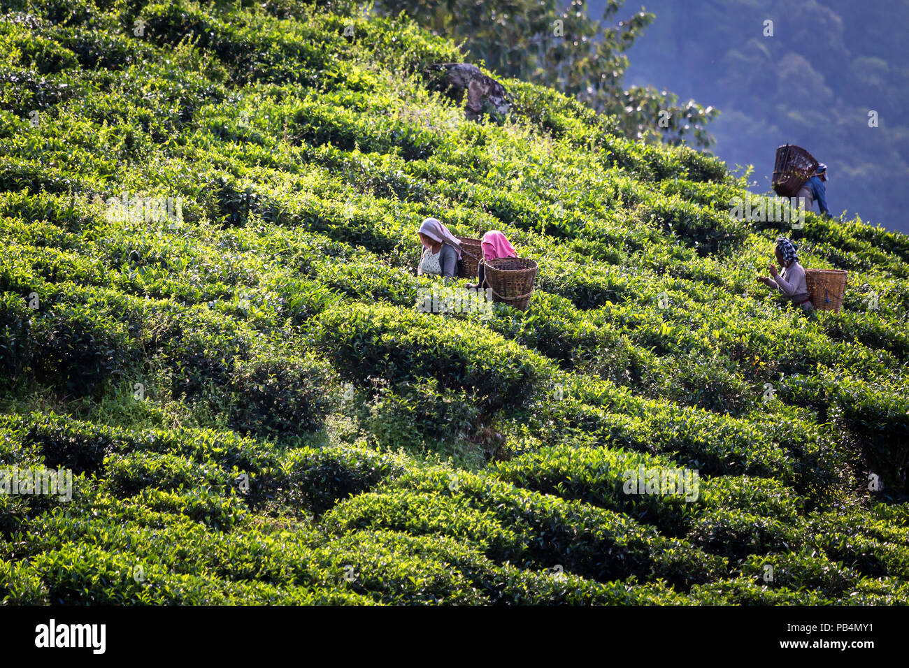 Les cueilleurs de thé tamouls recueillir les feuilles de thé des plantations, dans l'ouest du Bengale. L'Inde. Banque D'Images