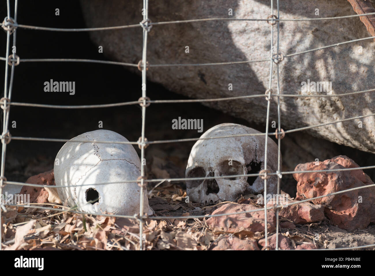 Skulls se reposant dans la base d'un baobab à la réserve de Bandia au Sénégal Banque D'Images