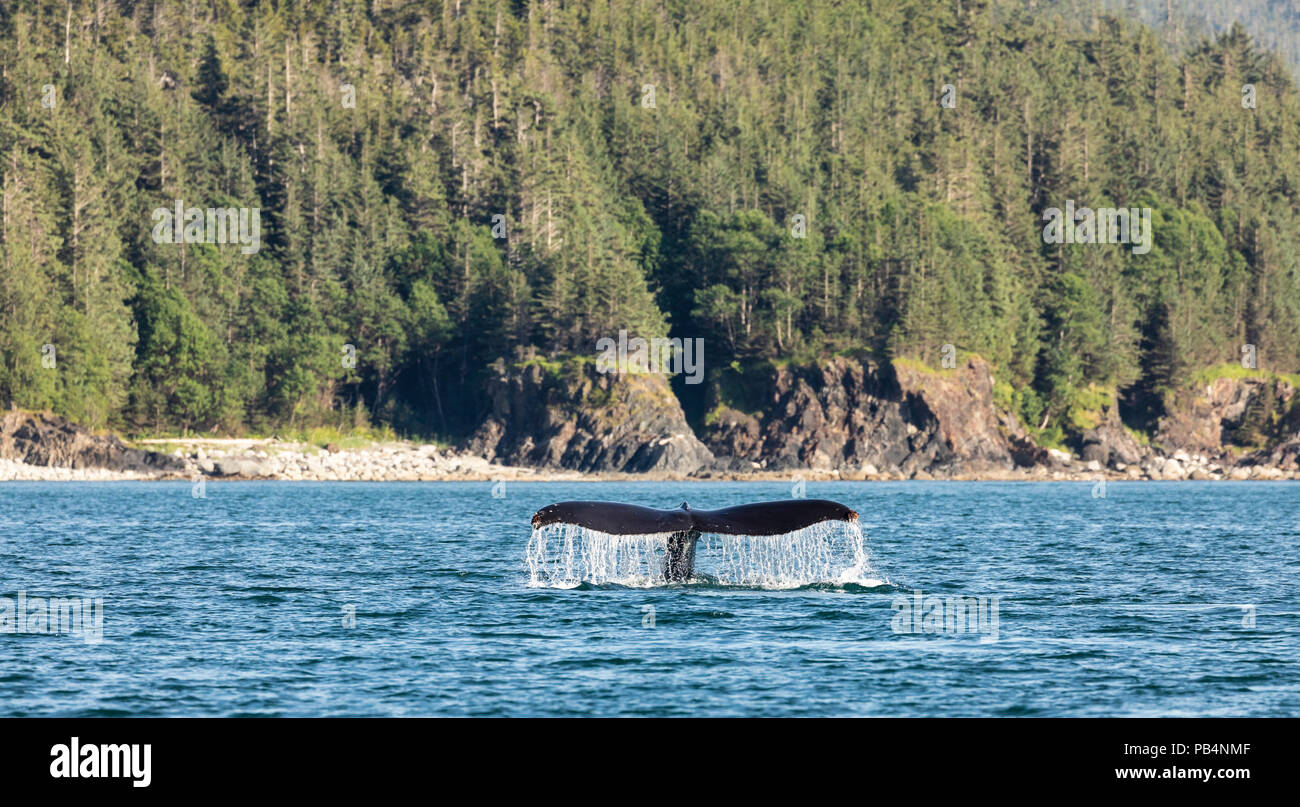 Baleine à bosse en plongée canal préféré dans le sud de l'Alaska. Banque D'Images