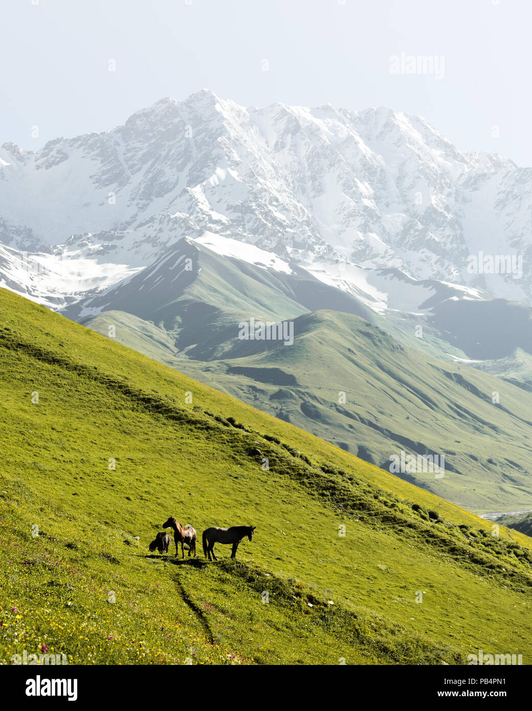 Chevaux sur la vallée verte contre la crête caucasienne Principale Banque D'Images