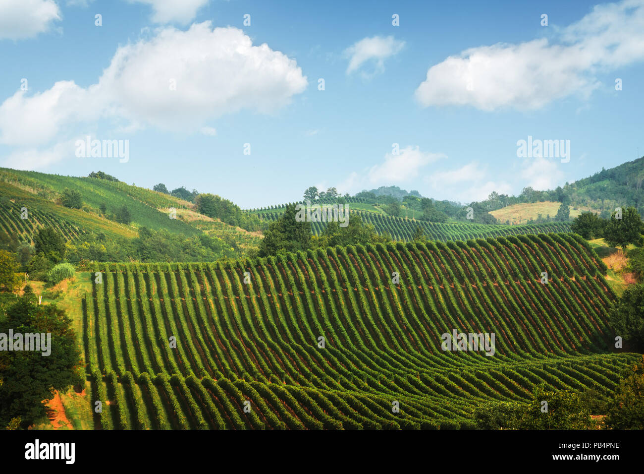 Amazing paysage rural avec vignoble verdoyant Banque D'Images