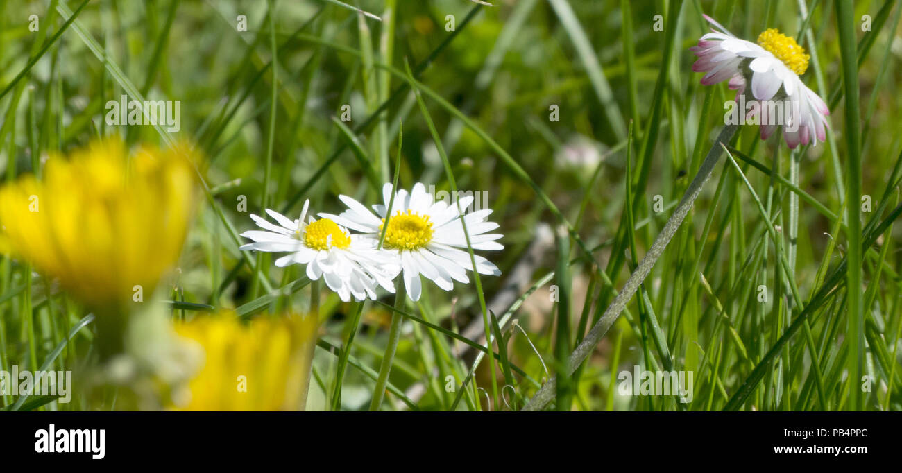 Une belle pelouse daisy fermer jusqu'au printemps Banque D'Images