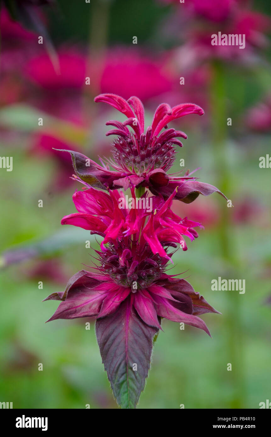 Une fleur de baume rouge abeille framboise en fleurs, monarda, dans le jardin communautaire d'été, Maine, États-Unis Banque D'Images