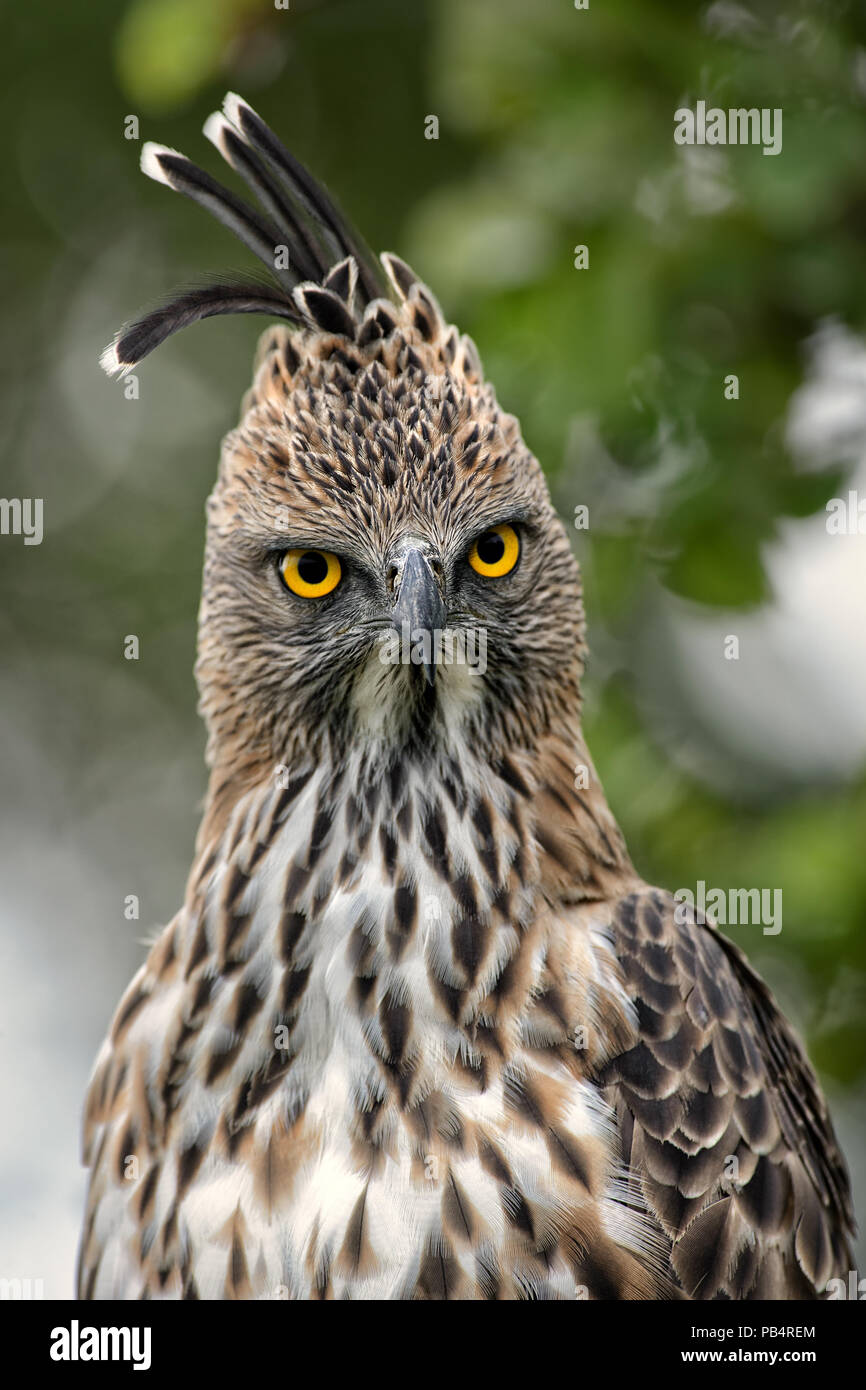 Hawk Changeable-eagle - Spizaetus cirrhatus, beau grand oiseau de proie de forêts du Sri Lanka. Banque D'Images