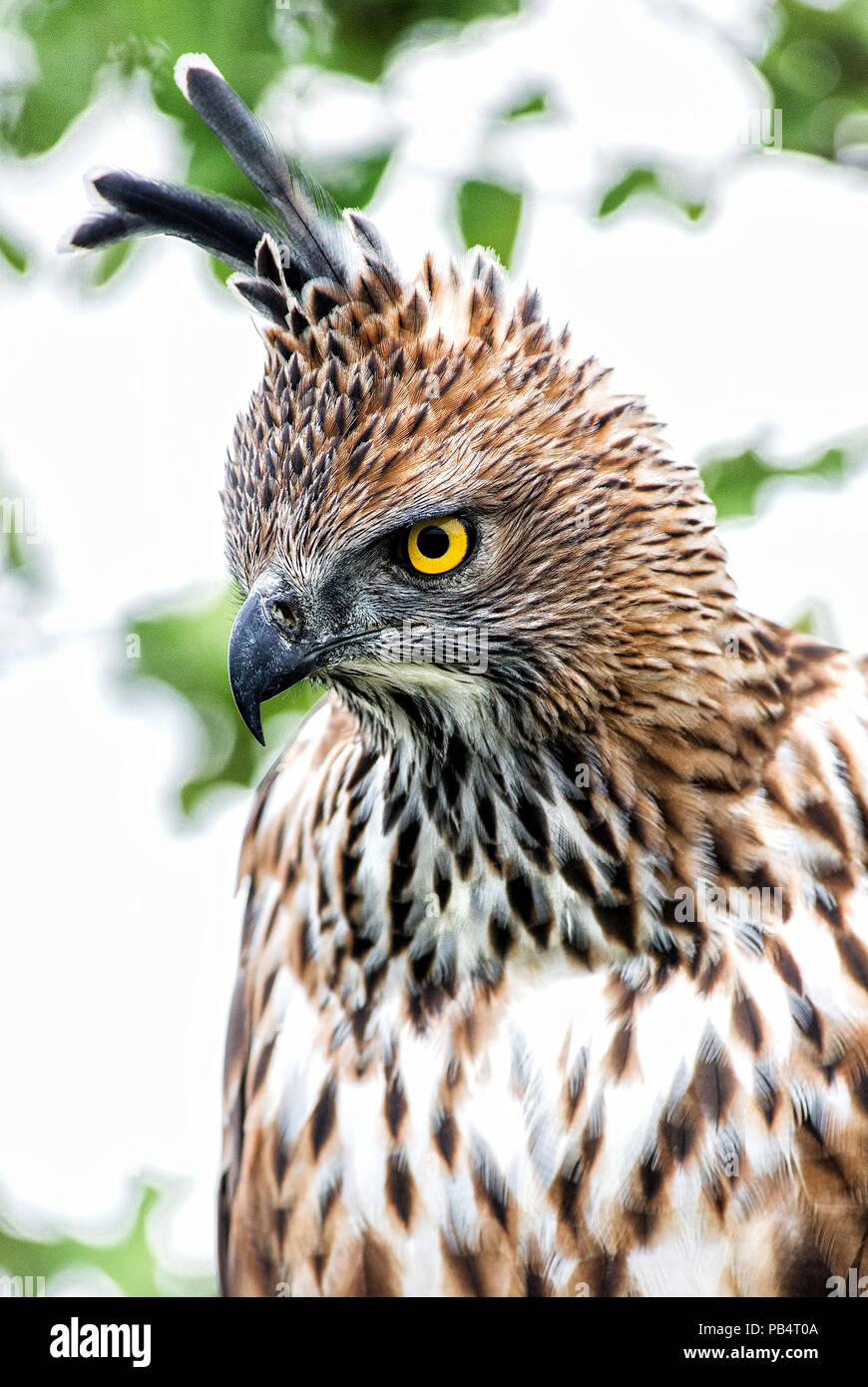 Hawk Changeable-eagle - Spizaetus cirrhatus, beau grand oiseau de proie de forêts du Sri Lanka. Banque D'Images