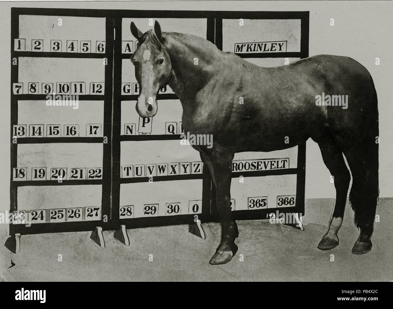 833 Jim Key, l'orthographe, par ses chiffres et lettres. (Attraction sur les Pike à la foire mondiale de 1904) Banque D'Images