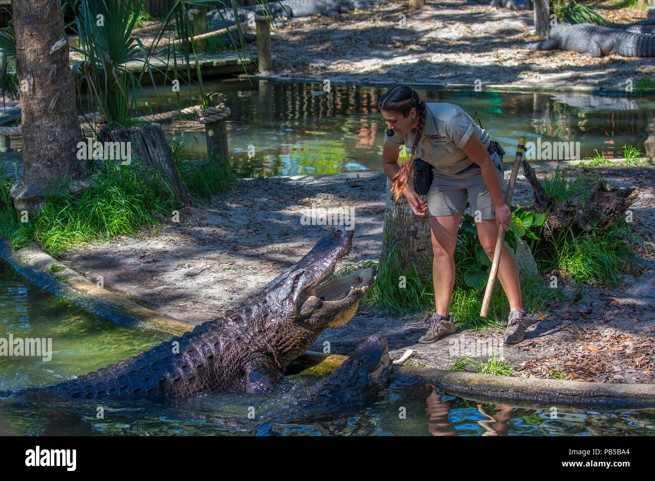 Alligator Woman talk à St Augustine Alligator Farm Zoological Park à St Augustine en Floride Banque D'Images Alligator Woman talk à St Augustine Alligator Farm Zoological Park à St Augustine en Floride Banque D'Images
