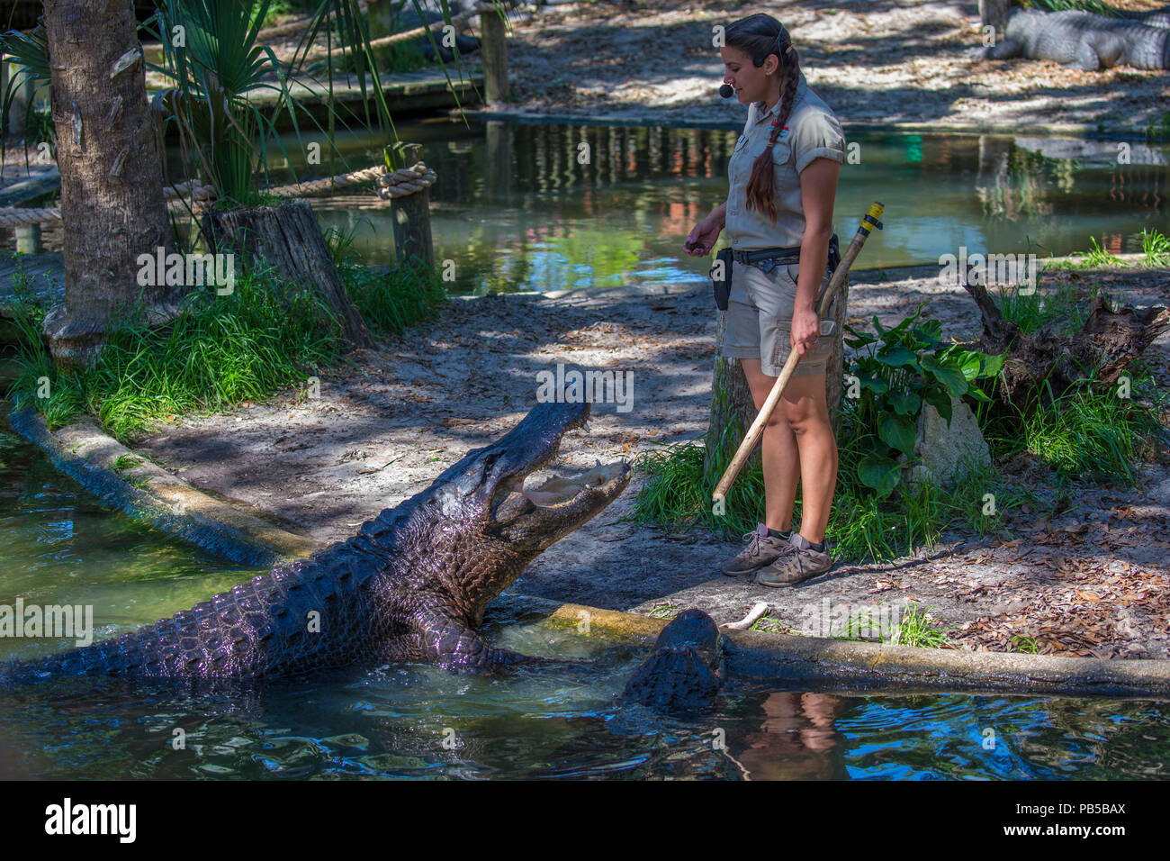 Alligator Woman talk à St Augustine Alligator Farm Zoological Park à St Augustine en Floride Banque D'Images Alligator Woman talk à St Augustine Alligator Farm Zoological Park à St Augustine en Floride Banque D'Images
