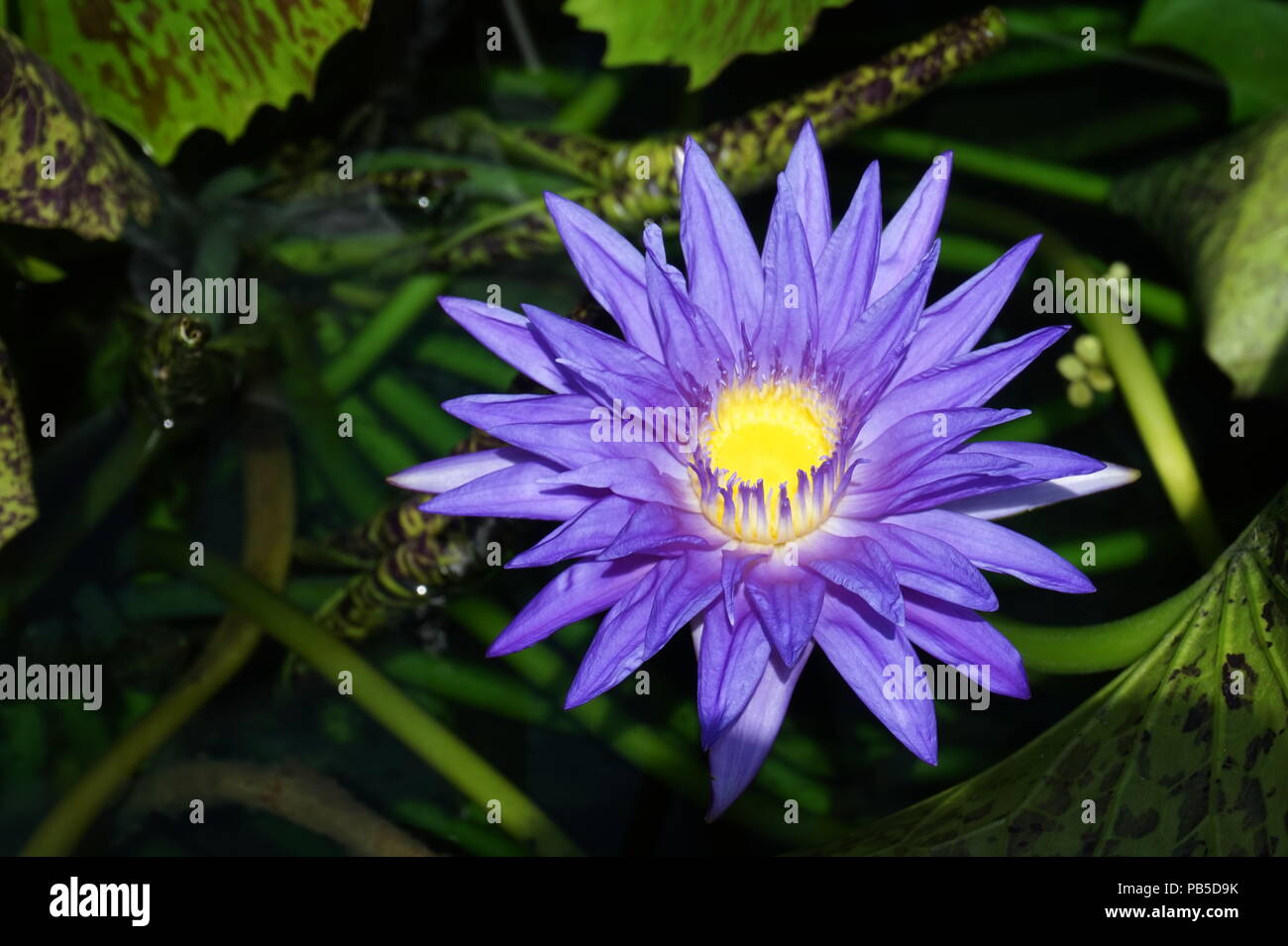 Water Lily, Enmax Conservatory, Calgary, Alberta, Canada Banque D'Images