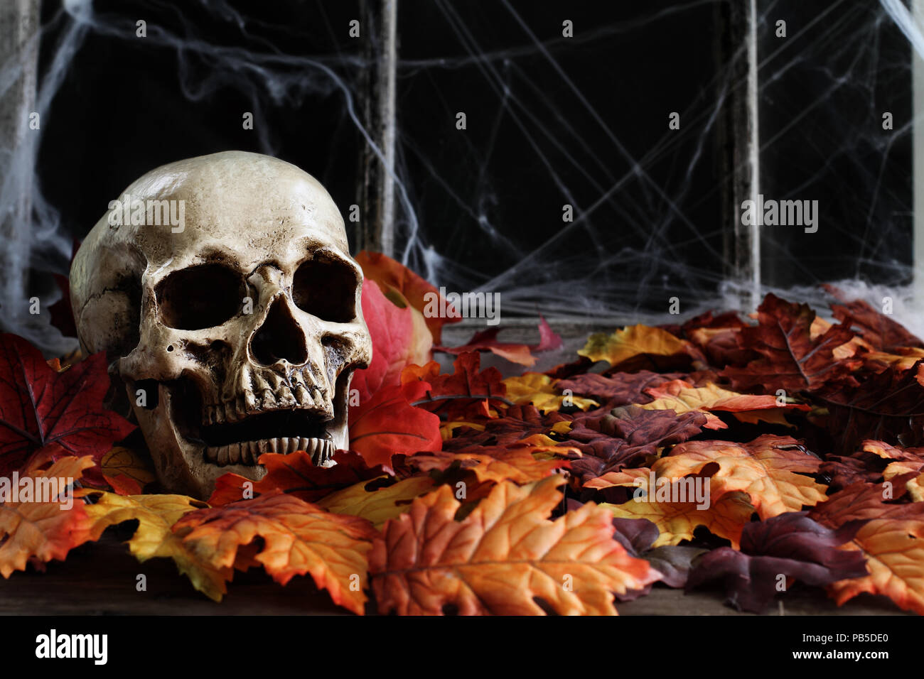 Halloween crâne humain couché dans les feuilles d'automne en face d'une ancienne fenêtre avec un fond sombre et des toiles d'araignée. Banque D'Images