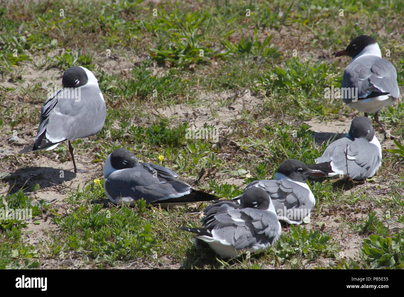 Un troupeau de gris, blanc et noir les mouettes dormir ensemble dans l'herbe comme l'un reste sur le qui-vive, sur la côte de Caroline du Nord. Banque D'Images