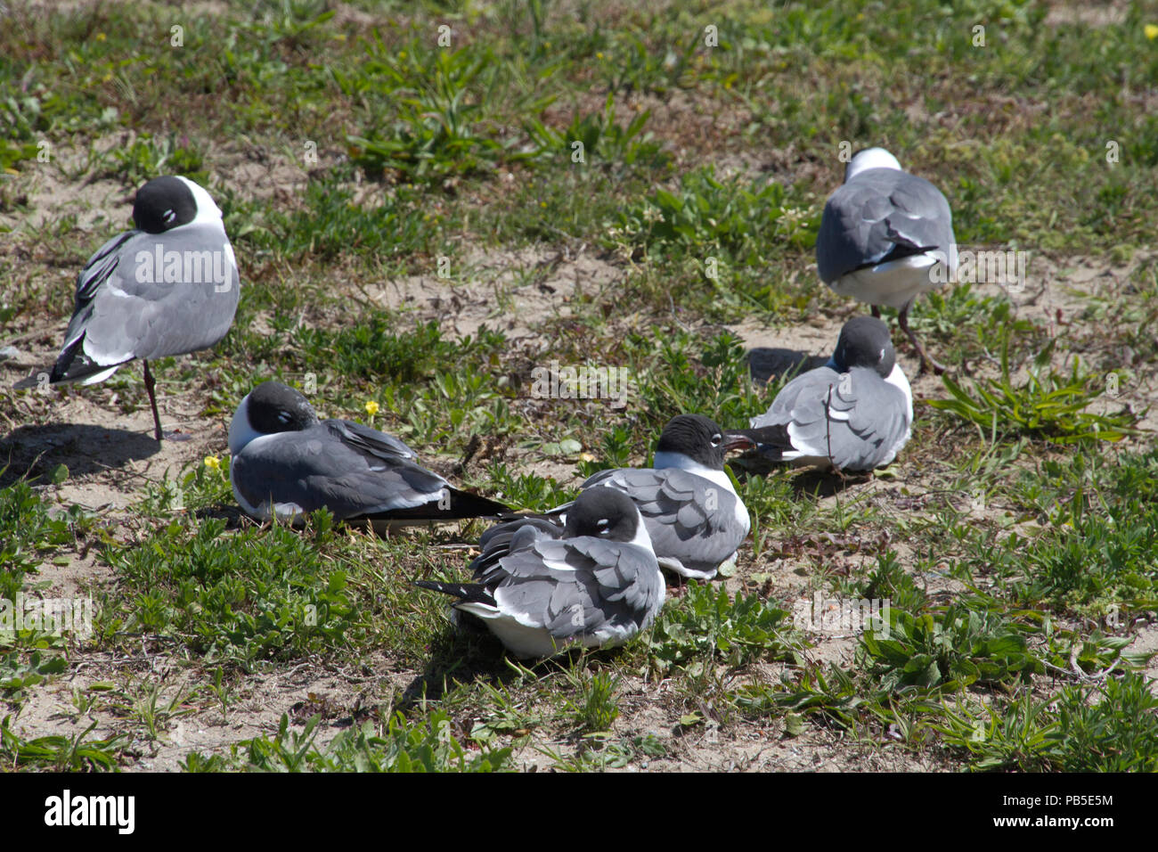 Une colonie de gris, blanc et noir les mouettes dormir ensemble dans l'herbe sur la côte de Caroline du Nord. Banque D'Images