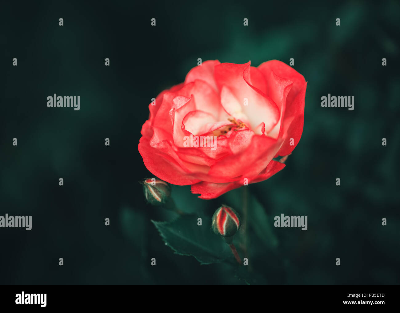 Beau Rêve De Fées Fleurs Rose Pourpre Rouge Magique A