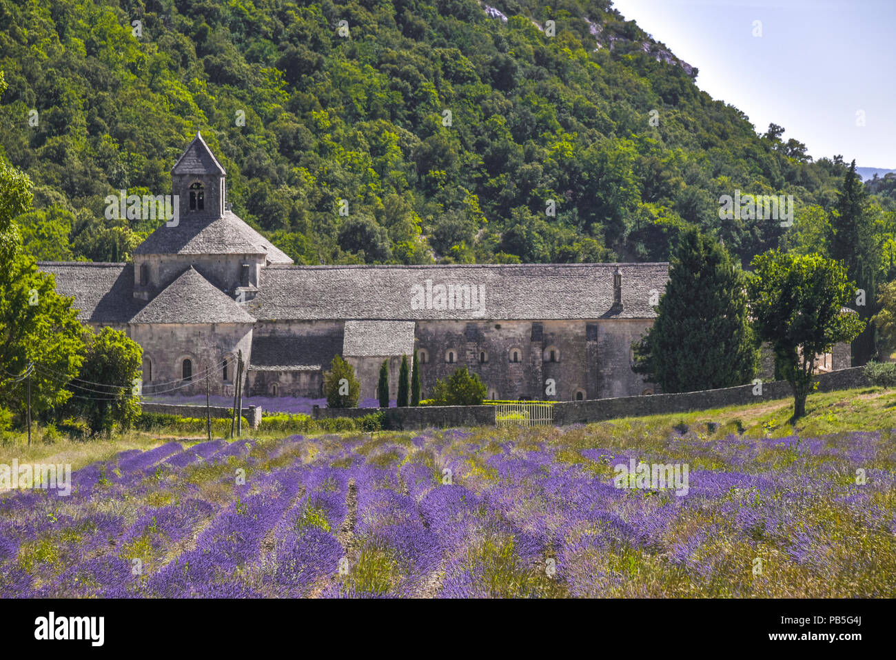 Champ de lavande en face de l'Abbaye de Sénanque, à proximité de Gordes, Provence, France, massif du Luberon, l'abbaye médiévale de l'Ordre Cistercien Banque D'Images