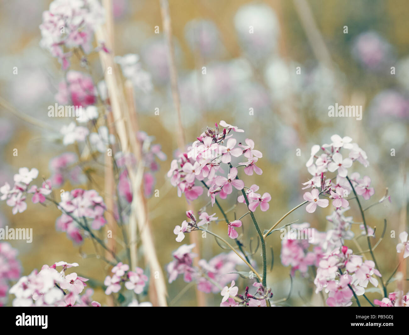 Belle Rose Rouge Rêve De Fleurs Sauvages Darrière Plan