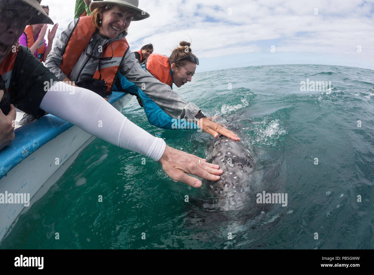 Baleine grise de Californie veau, Eschritius robustus, auprès des touristes dans la lagune de San Ignacio, Baja California Sur, au Mexique. Banque D'Images