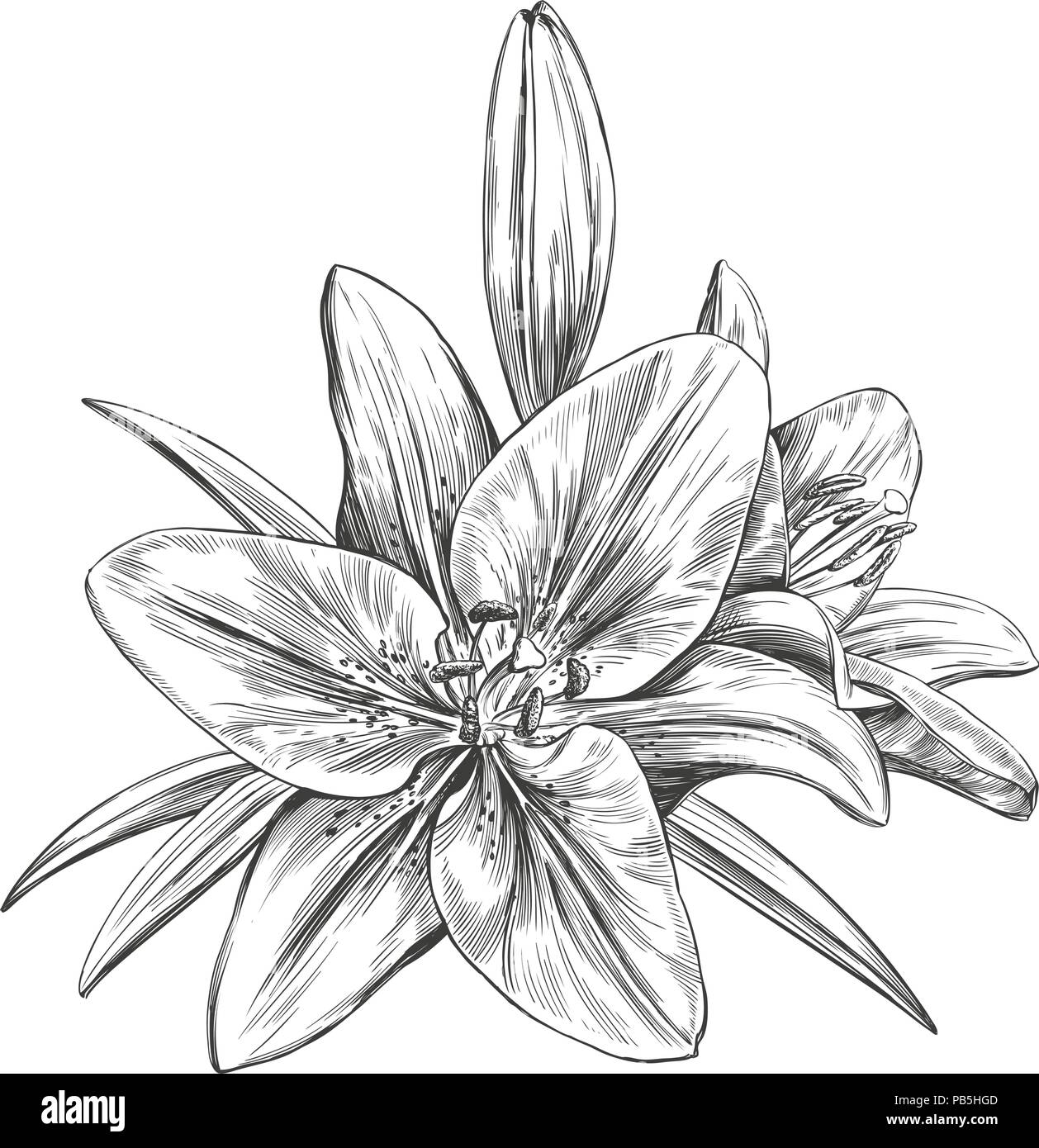Lys en fleur floral vector illustration hand drawn vector illustration croquis réalistes Illustration de Vecteur