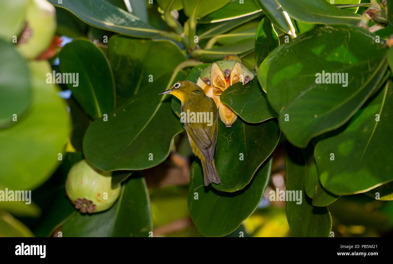 Maui, Hawaii. Japanese white-eye Zosterops japonicus, manger des fruits d'un arbre. Banque D'Images