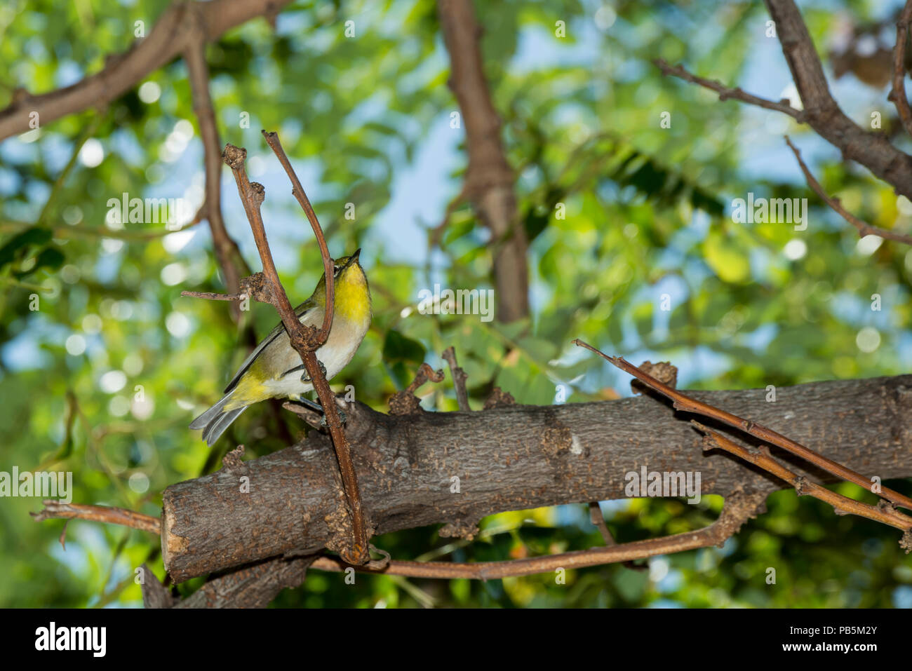 Maui, Hawaii. Japanese white-eye Zosterops japonicus, perché dans un arbre. Banque D'Images