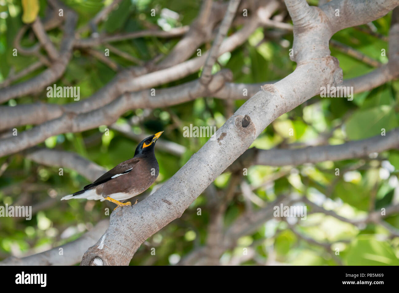 Maui, Hawaii. Common myna Acridotheres tristis, perché dans un arbre. Banque D'Images