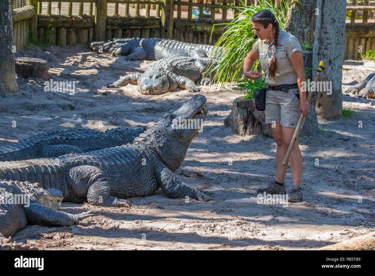 Alligator Woman talk à St Augustine Alligator Farm Zoological Park à St Augustine en Floride Banque D'Images