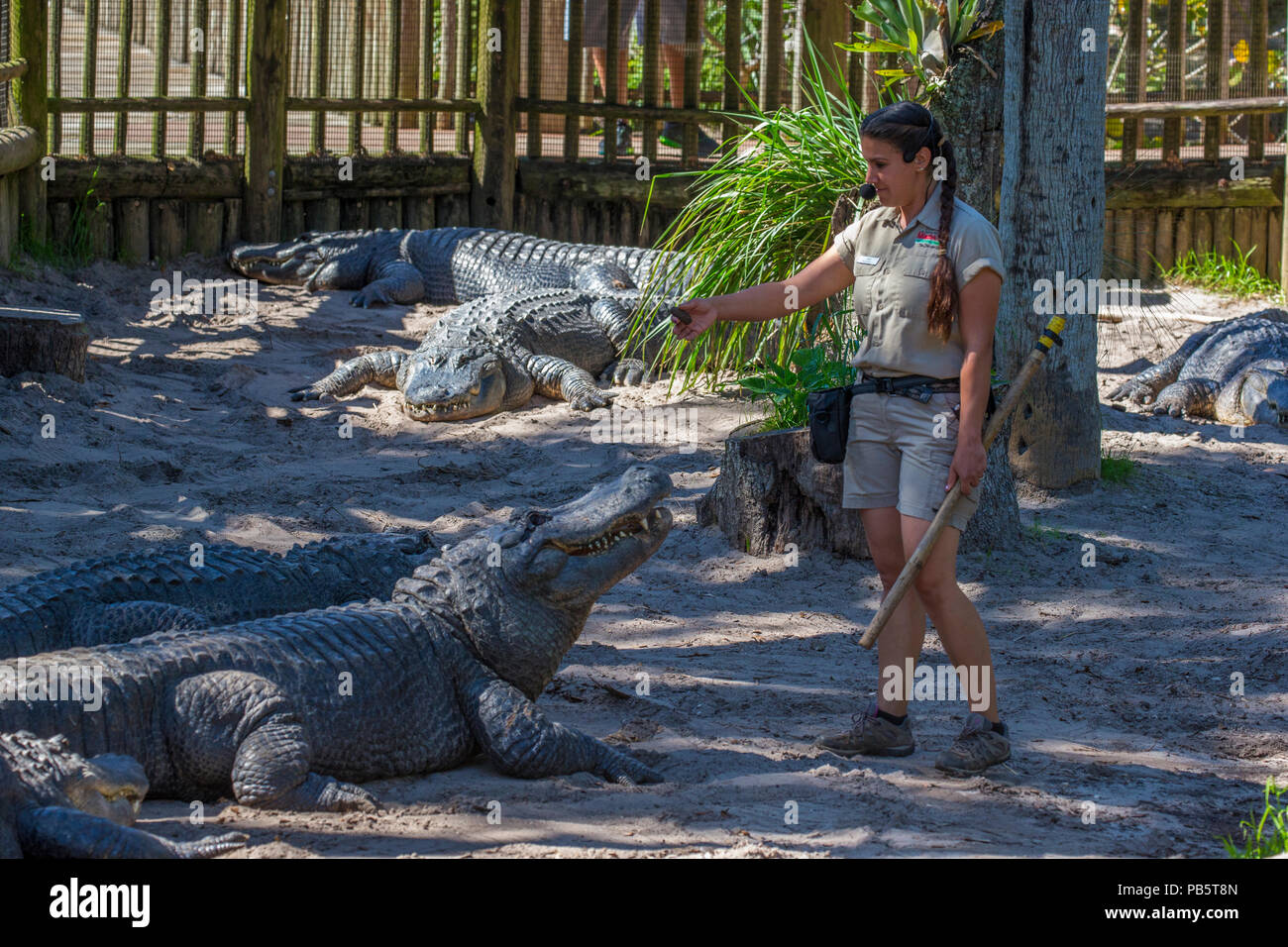 Alligator Woman talk à St Augustine Alligator Farm Zoological Park à St Augustine en Floride Banque D'Images Alligator Woman talk à St Augustine Alligator Farm Zoological Park à St Augustine en Floride Banque D'Images