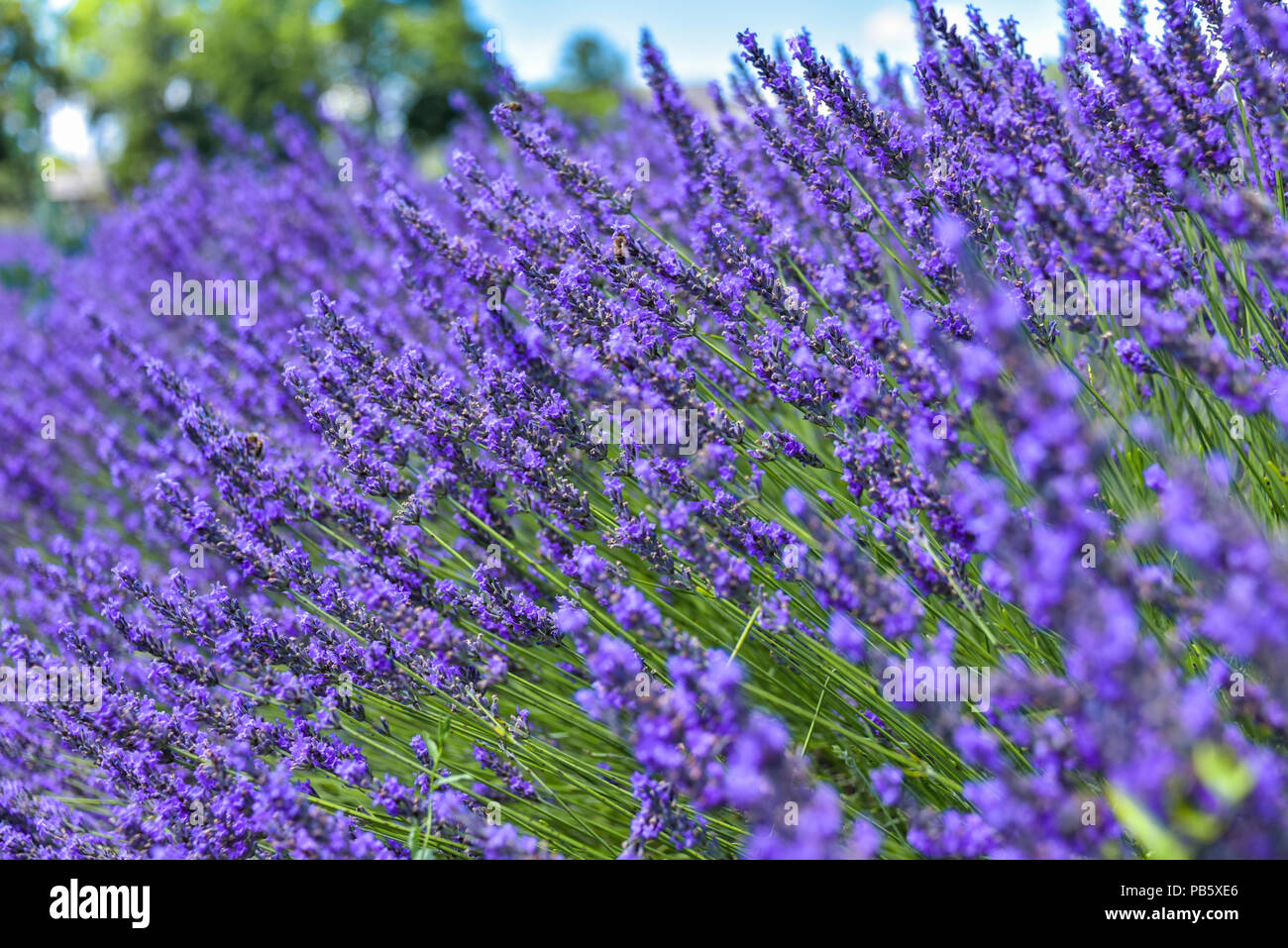 Bush sur le champ de lavande, Close up, prise à Grignan, Provence, France, les fleurs en pleine floraison Banque D'Images